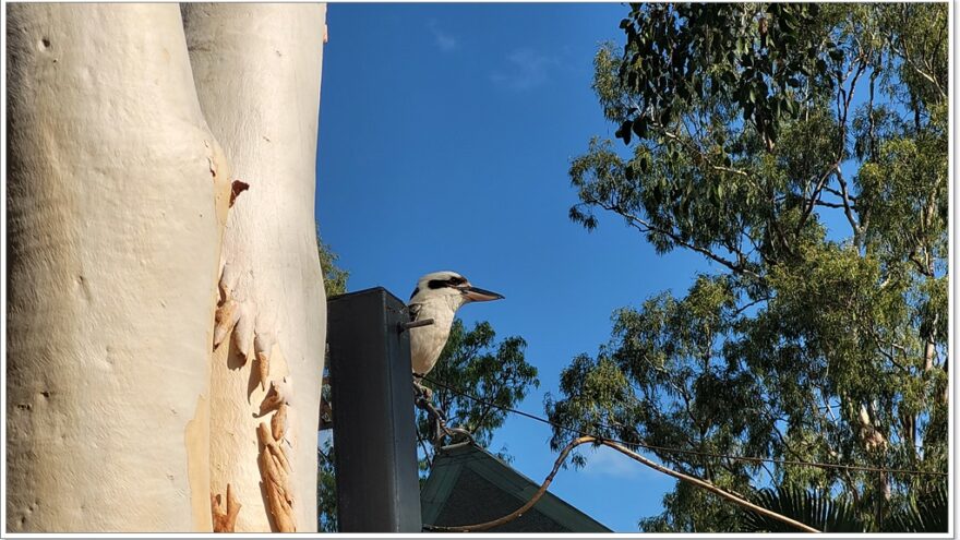 Kookaburra - Lachender Hans - Australien - down under