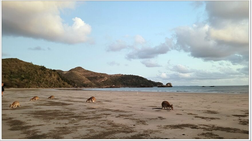 Cape Hillsborough - Queensland - Australien - Wallabys