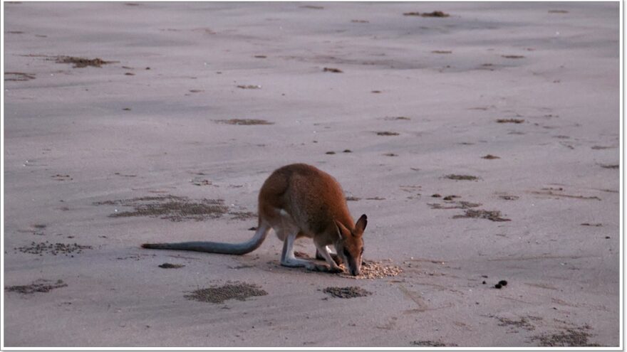 Cape Hillsborough - Queensland - Australien - Wallabys