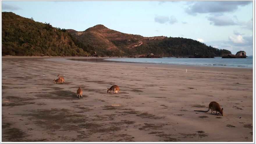 Cape Hillsborough - Queensland - Australien - Wallabys