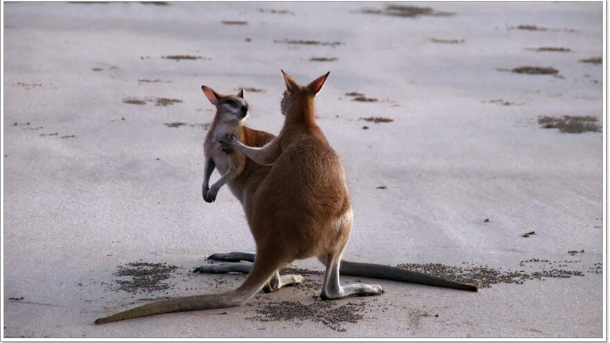 Cape Hillsborough - Queensland - Australien - Wallabys