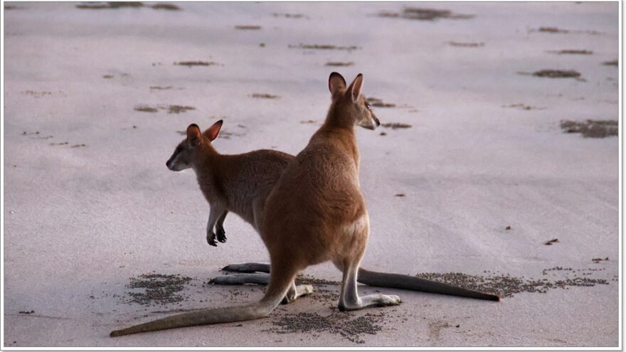 Cape Hillsborough - Queensland - Australien - Wallabys