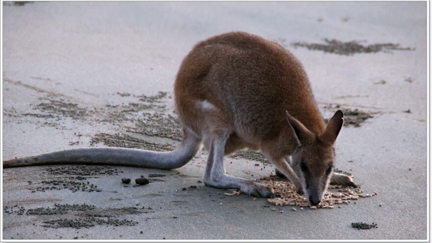 Cape Hillsborough - Queensland - Australien - Wallabys