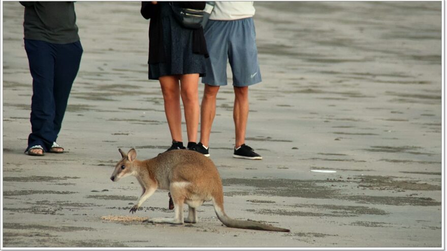 Cape Hillsborough - Queensland - Australien - Wallabys