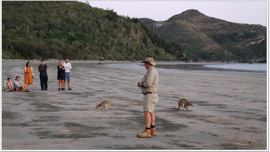 Cape Hillsborough - Queensland - Australien - Wallabys