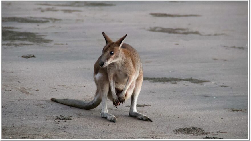 Cape Hillsborough - Queensland - Australien - Wallabys