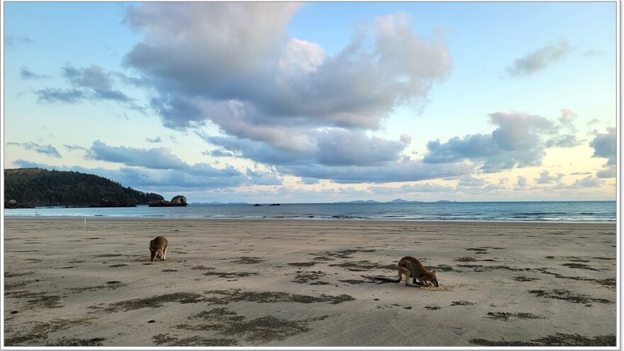 Cape Hillsborough - Queensland - Australien - Wallabys