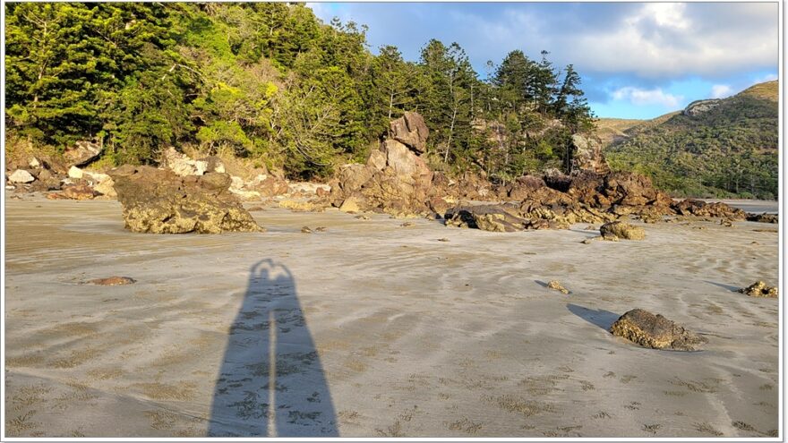 Cape Hillsborough - Queensland - Australien - Wallabys