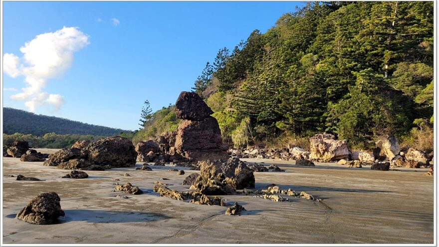 Cape Hillsborough - Queensland - Australien - Wallabys