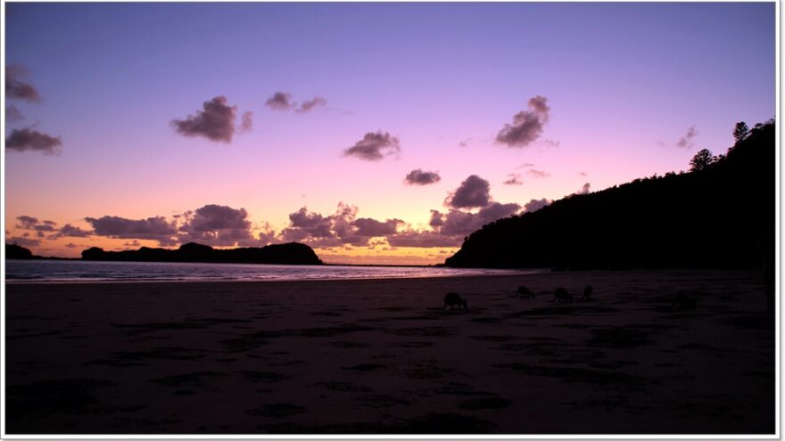 Cape Hillsborough - Queensland - Australien - Wallabys