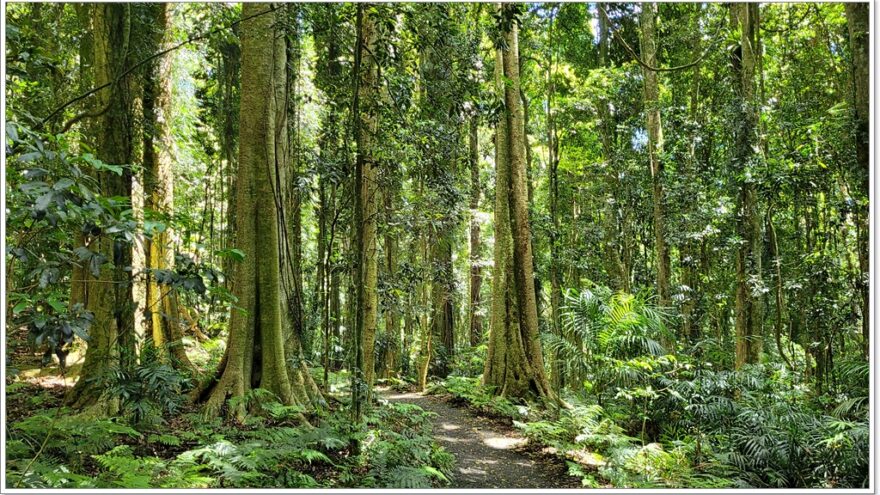 Dorrigo NP - Crystal Shower Fall - New South Wales - Australien