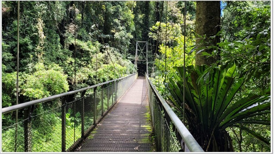 Dorrigo NP - Crystal Shower Fall - New South Wales - Australien