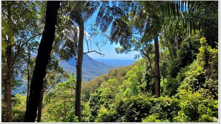 Dorrigo NP - Tristania Fall - New South Wales - Australien