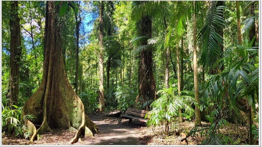 Dorrigo NP - Tristania Fall - New South Wales - Australien