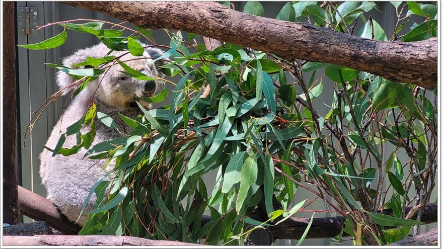 Koala Hospital Port Macquarie - New South Wales - Australien