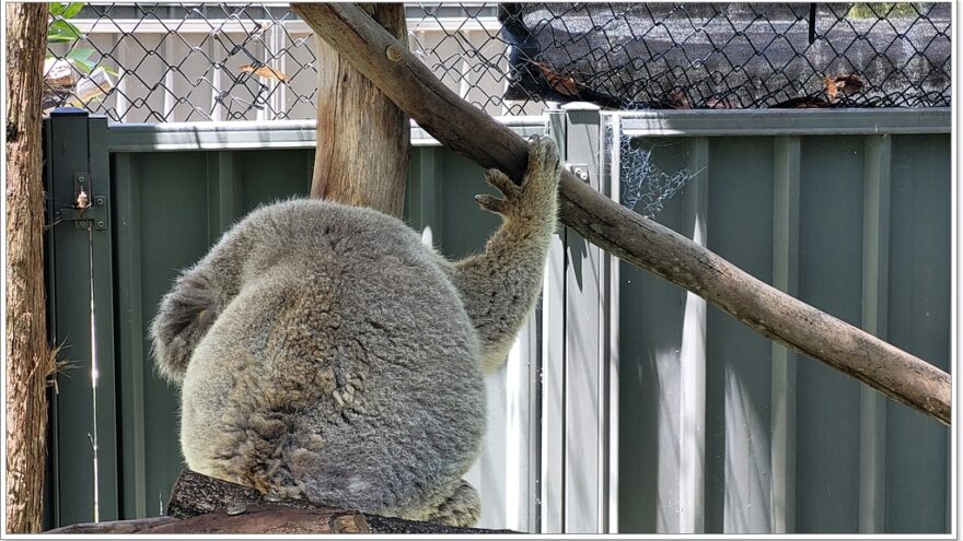 Koala Hospital Port Macquarie - New South Wales - Australien