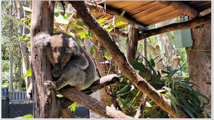 Koala Hospital Port Macquarie - New South Wales - Australien