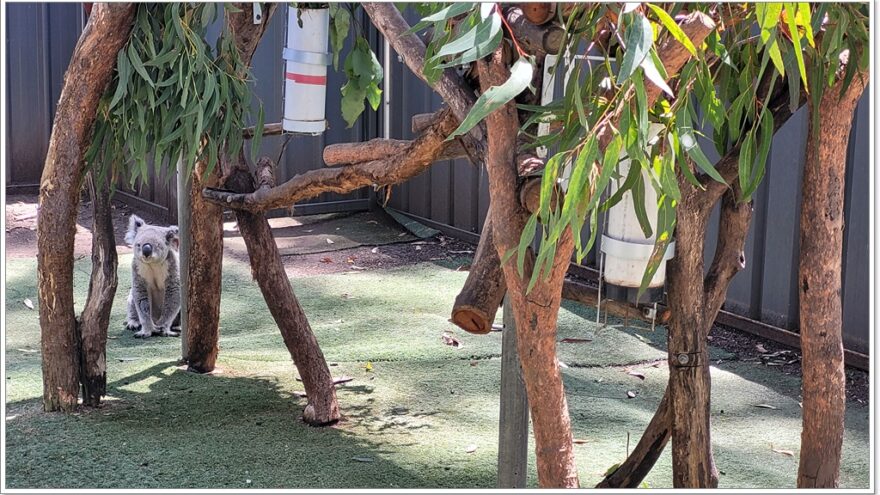 Koala Hospital Port Macquarie - New South Wales - Australien