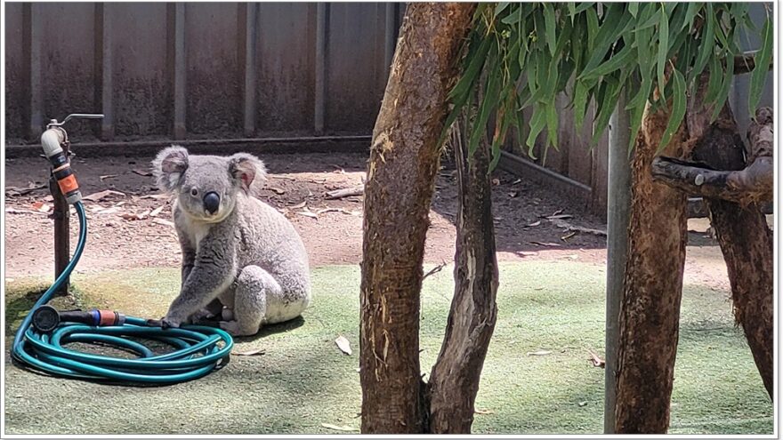 Koala Hospital Port Macquarie - New South Wales - Australien