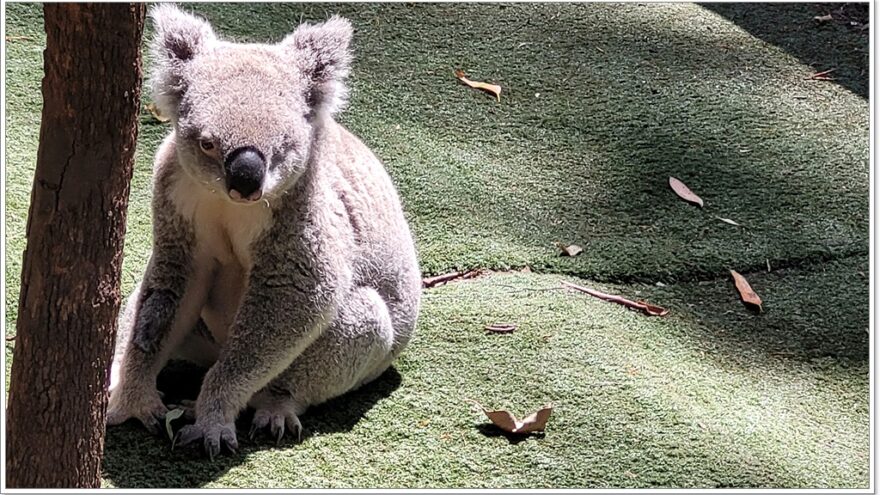 Koala Hospital Port Macquarie - New South Wales - Australien