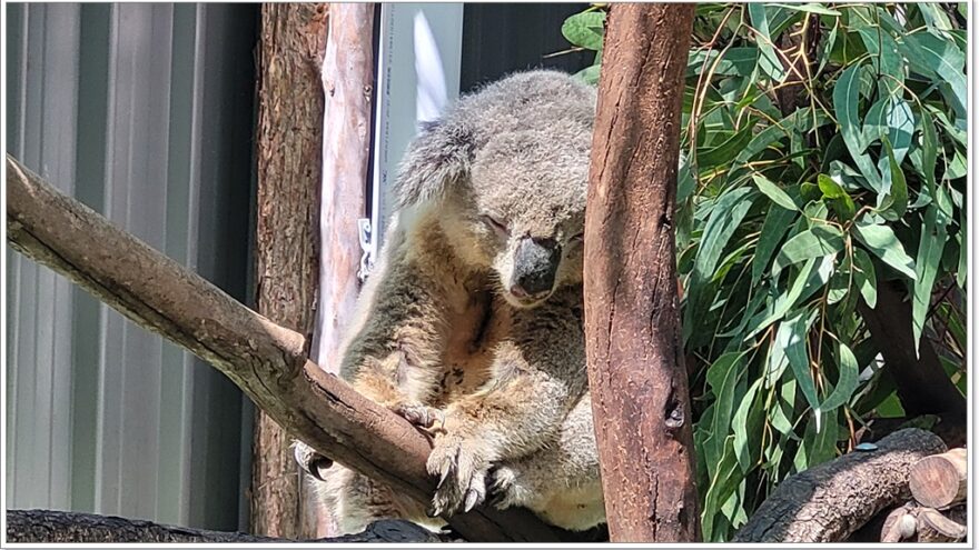 Koala Hospital Port Macquarie - New South Wales - Australien