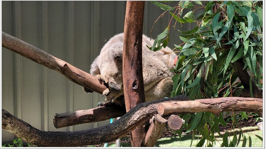 Koala Hospital Port Macquarie - New South Wales - Australien