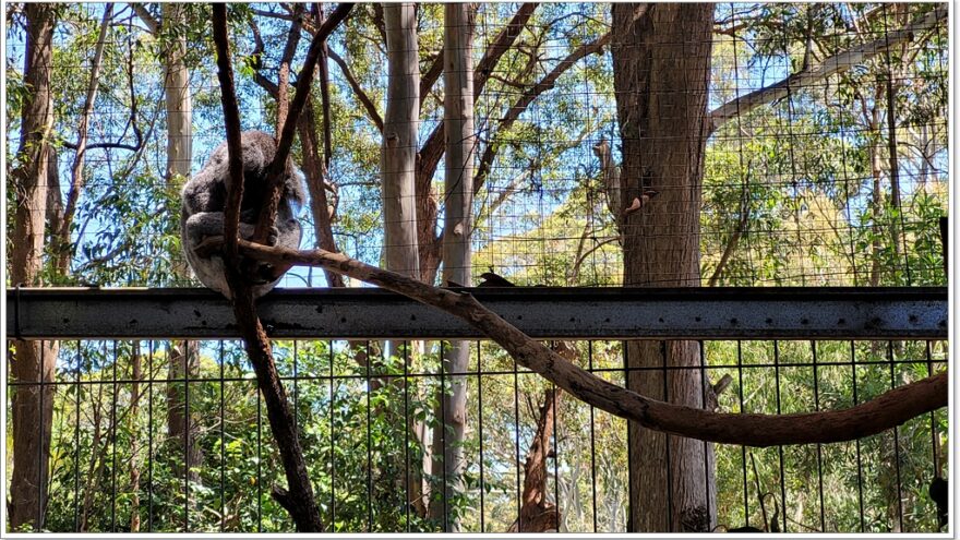 Koala Hospital Port Macquarie - New South Wales - Australien