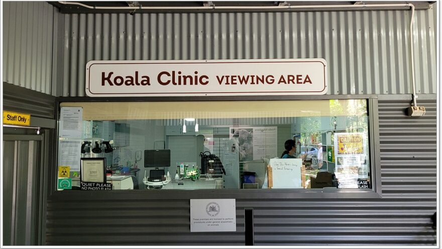 Koala Hospital Port Macquarie - New South Wales - Australien