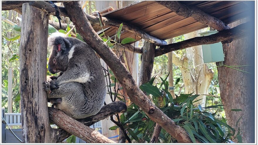 Koala Hospital Port Macquarie - New South Wales - Australien