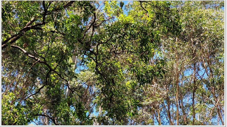 Koala Hospital Port Macquarie - New South Wales - Australien