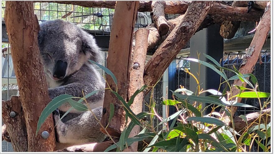 Koala Hospital Port Macquarie - New South Wales - Australien