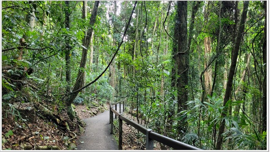 Natural Bridge - Springbrook NP - Queensland - Australien