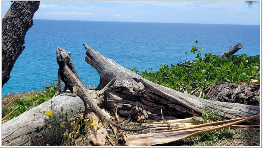 Noosa Coastal Walk - Queensland - Australien