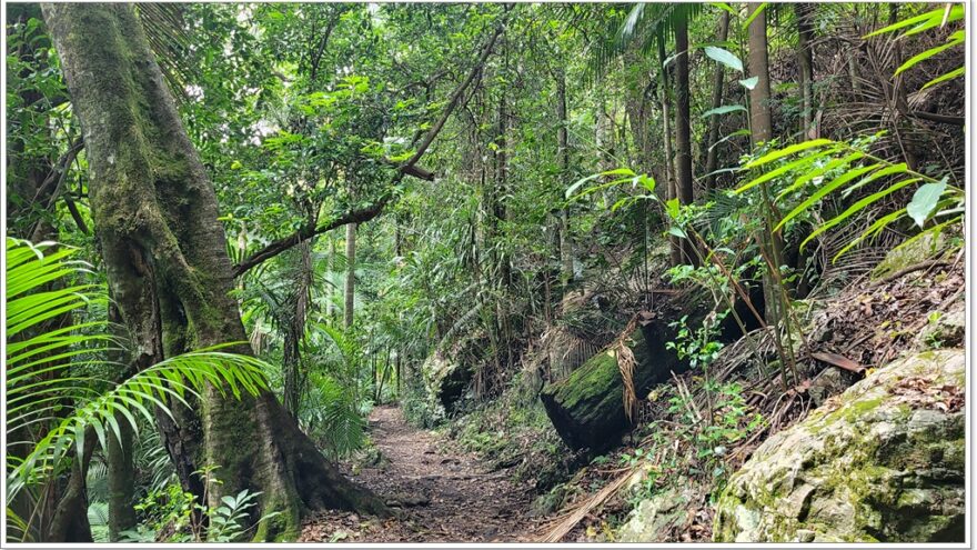 Purling Brook Falls - Springbrook NP - Queensland - Australien