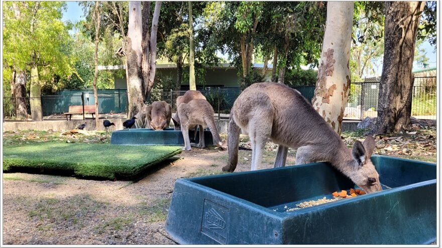 Rockhampton - Glendale - Queensland - Australien