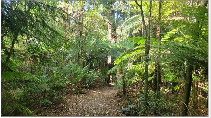 Great Ocean Road - Beech Forest - Victoria - Australien