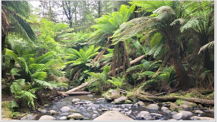 Great Ocean Road - Beech Forest - Victoria - Australien