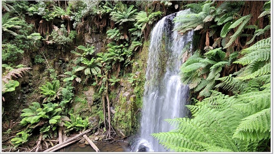 Great Ocean Road - Beech Forest - Victoria - Australien