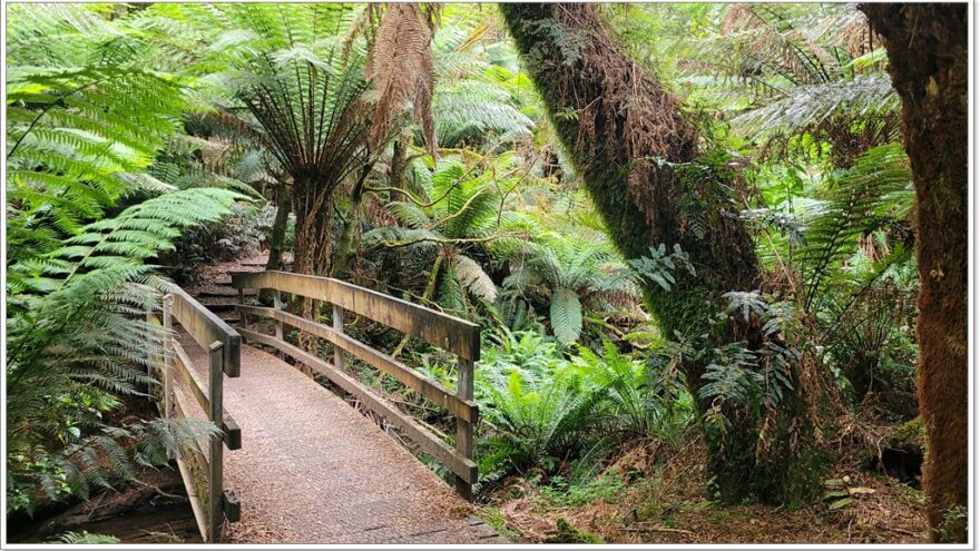 Great Ocean Road - Beech Forest - Victoria - Australien