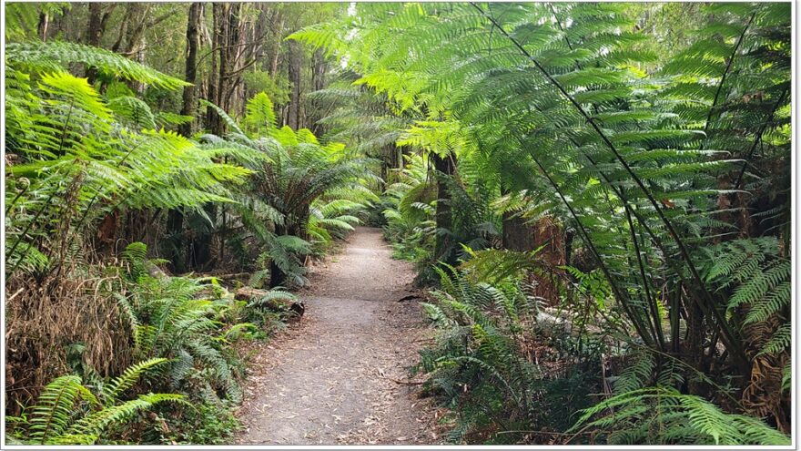 Great Ocean Road - Beech Forest - Victoria - Australien