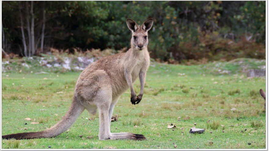 Känguru - Australien