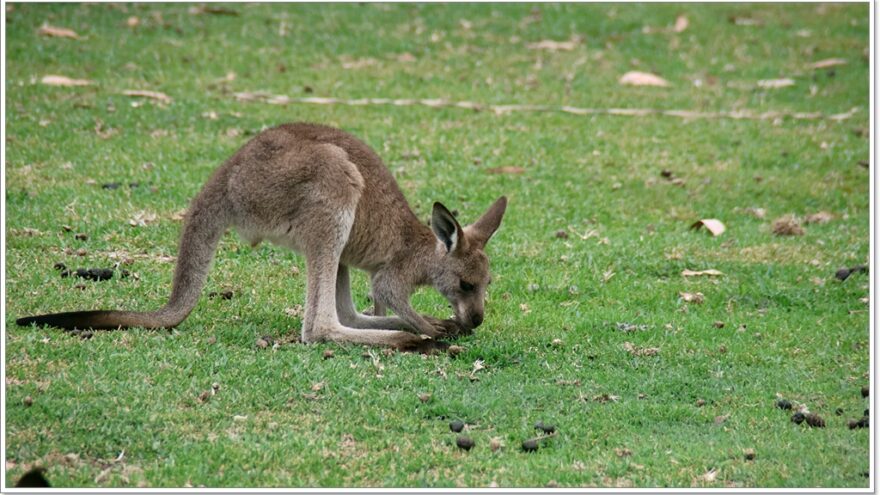 Känguru - Australien