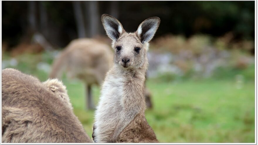 Känguru - Australien