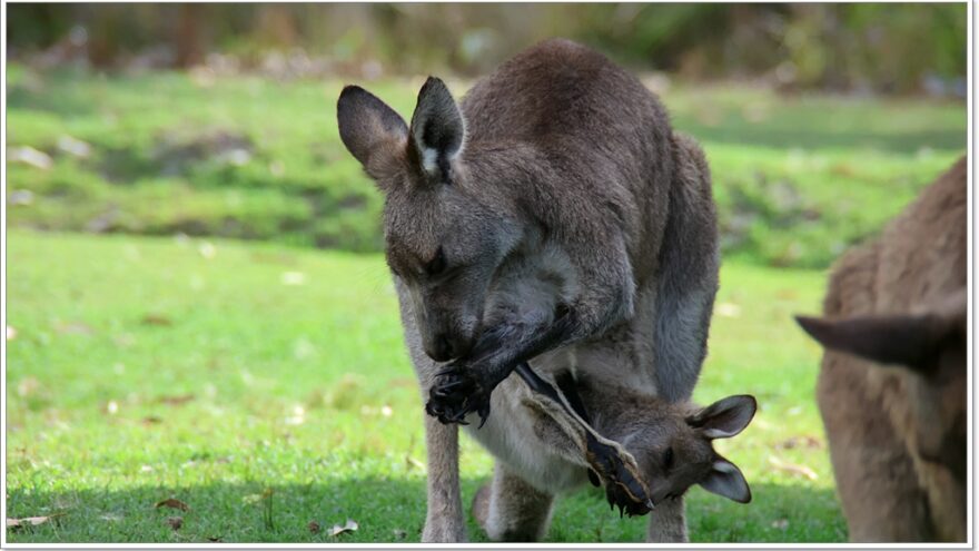 Känguru - Australien