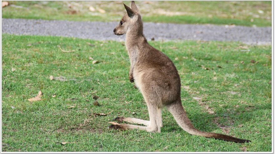 Känguru - Australien