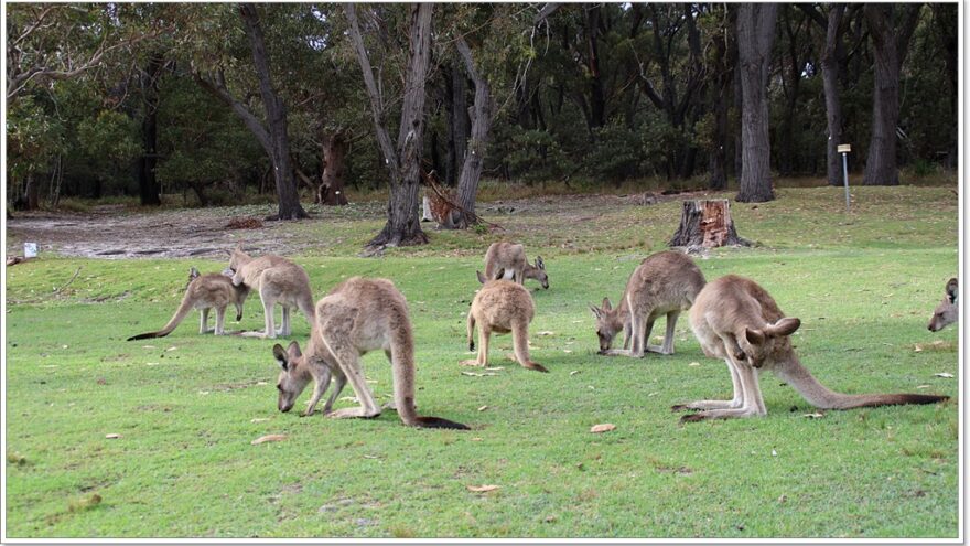 Känguru - Australien