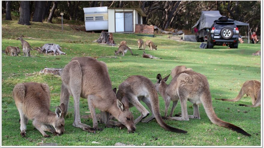 Känguru - Australien