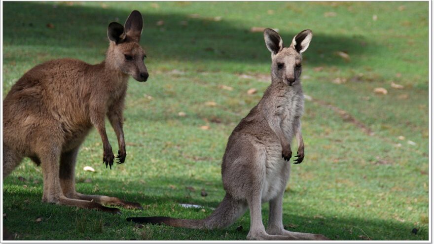 Känguru - Australien