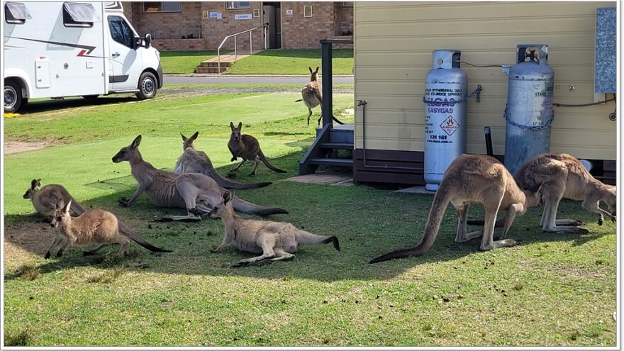 Känguru - Australien