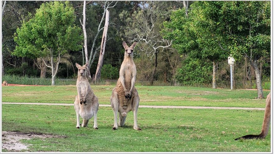 Känguru - Australien